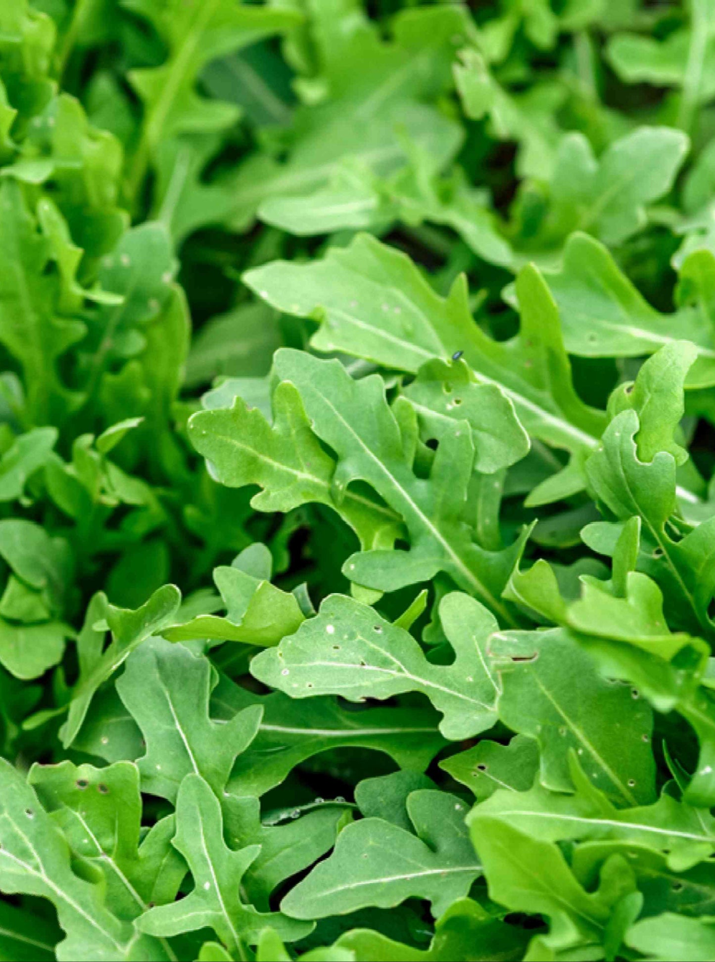 Arugula
