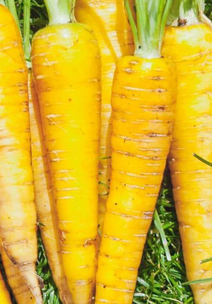 Carrot Yellowstone Plant