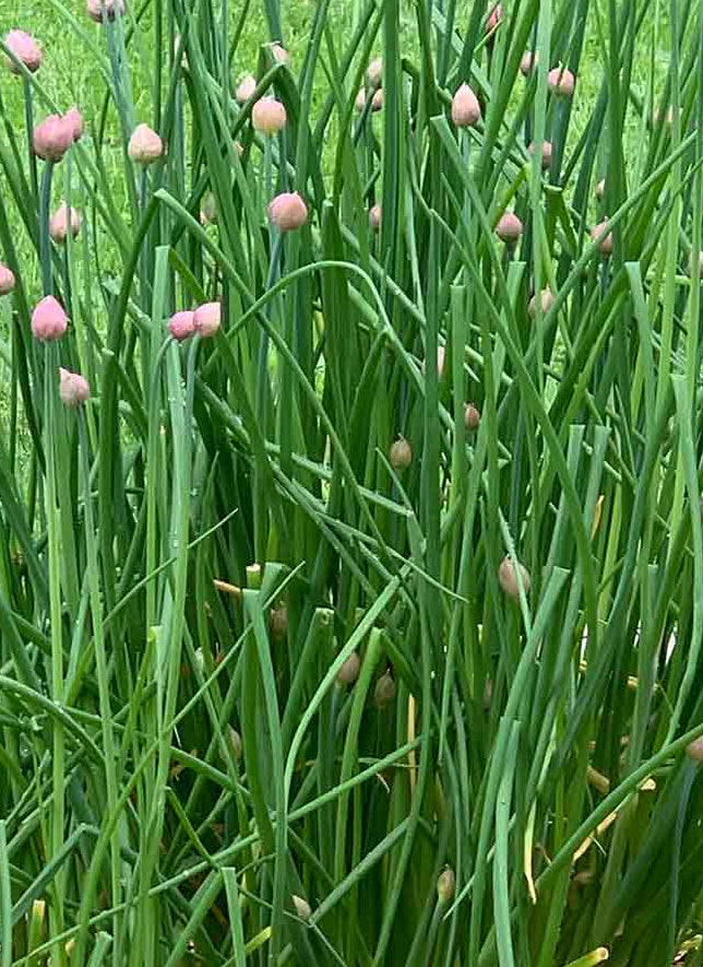 Chive