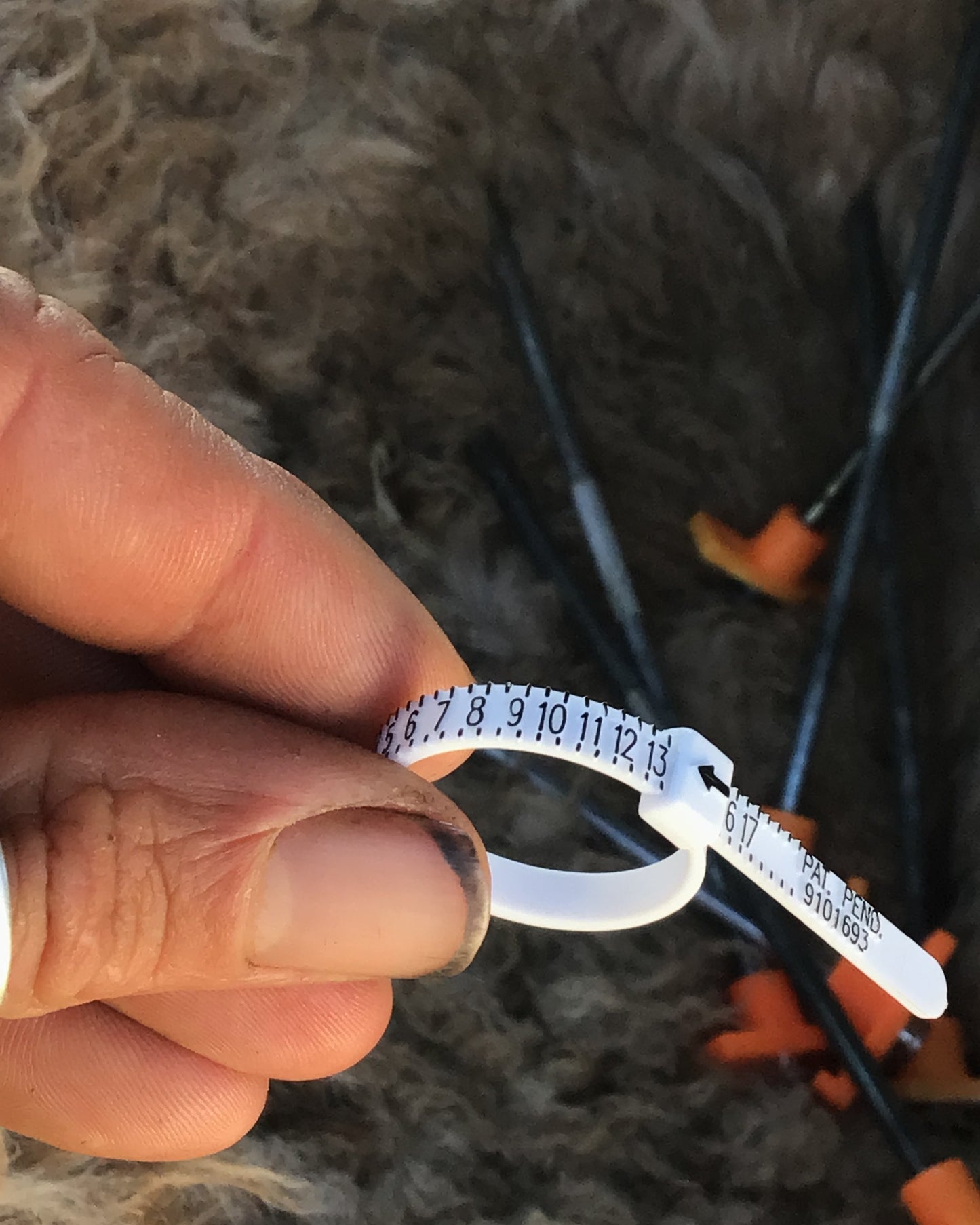 1884-O Morgan Silver Dollar Coin Ring…size 13