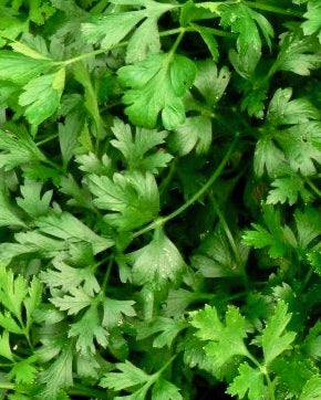 Parsley Plat Leaf