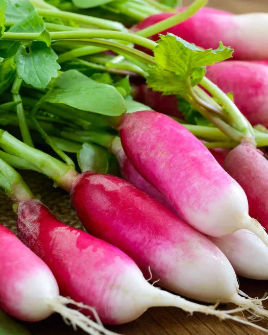 Radish French Breakfast