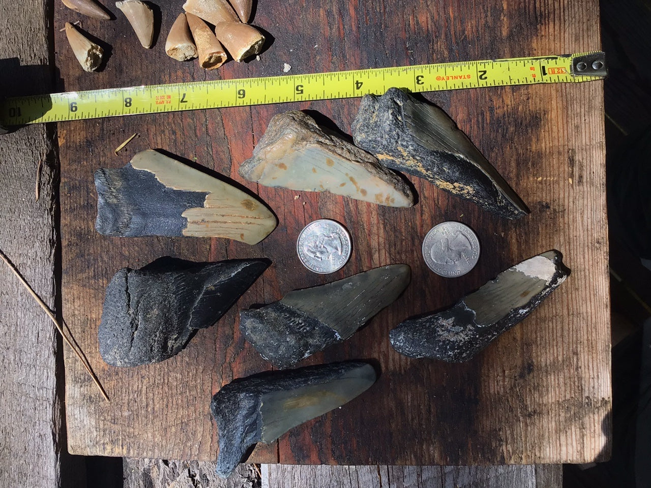 Megalodon Teeth (1/2's or nice fragments)