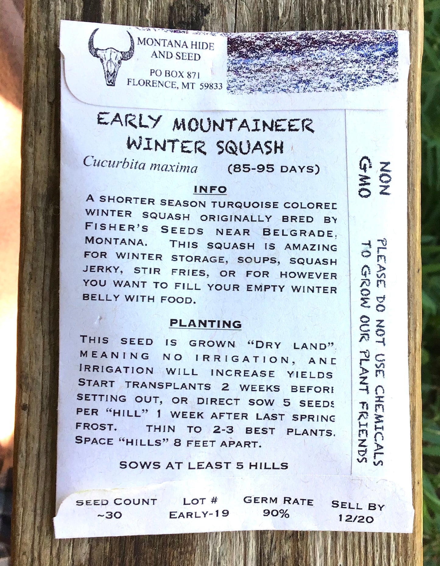 WINTER SQUASH, EARLY MOUNTAINEER