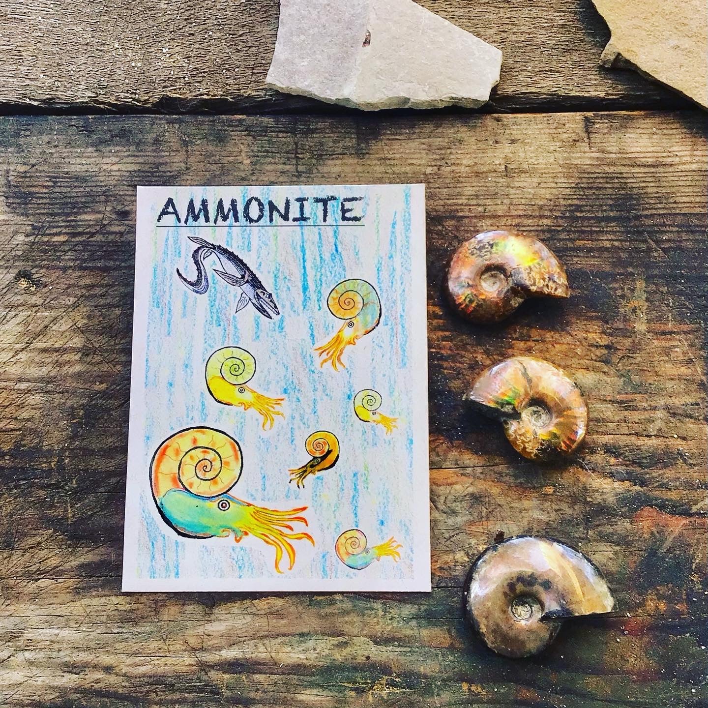 Ammonite