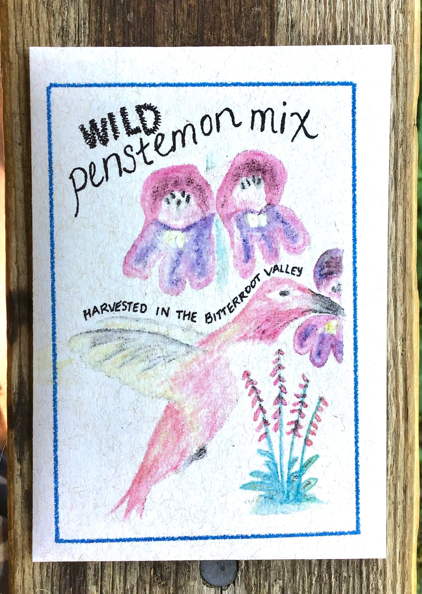 PENSTEMON MIX