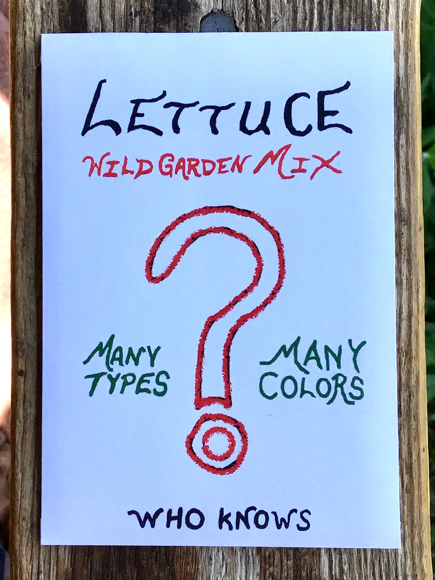 organic dino dinosaur kale seeds organic lettuce red green head loose gem salad mix seed hand drawn seed packet printed with solar power hand drawn art artwork salad greens vitamins