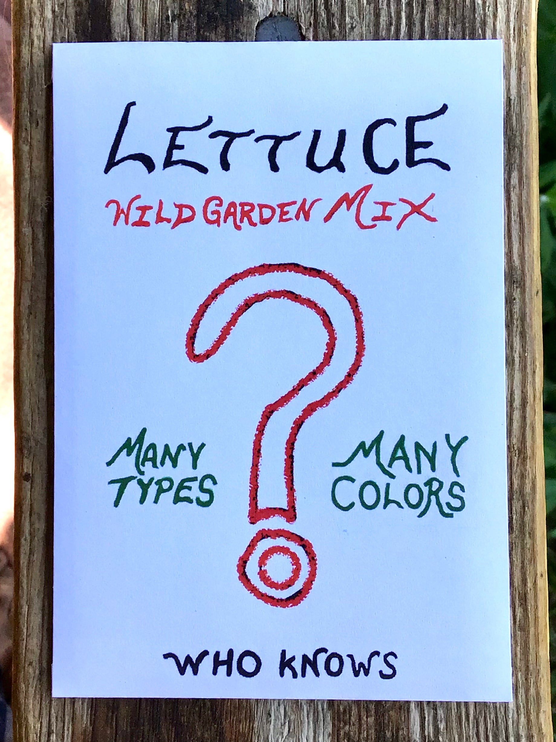 organic dino dinosaur kale seeds organic lettuce red green head loose gem salad mix seed hand drawn seed packet printed with solar power hand drawn art artwork salad greens vitamins