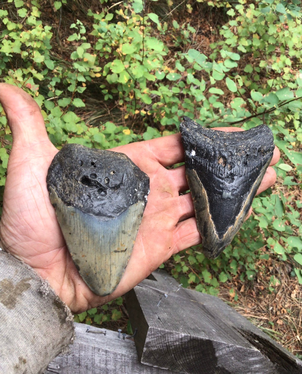 Megalodon…set of two large fossilized shark teeth