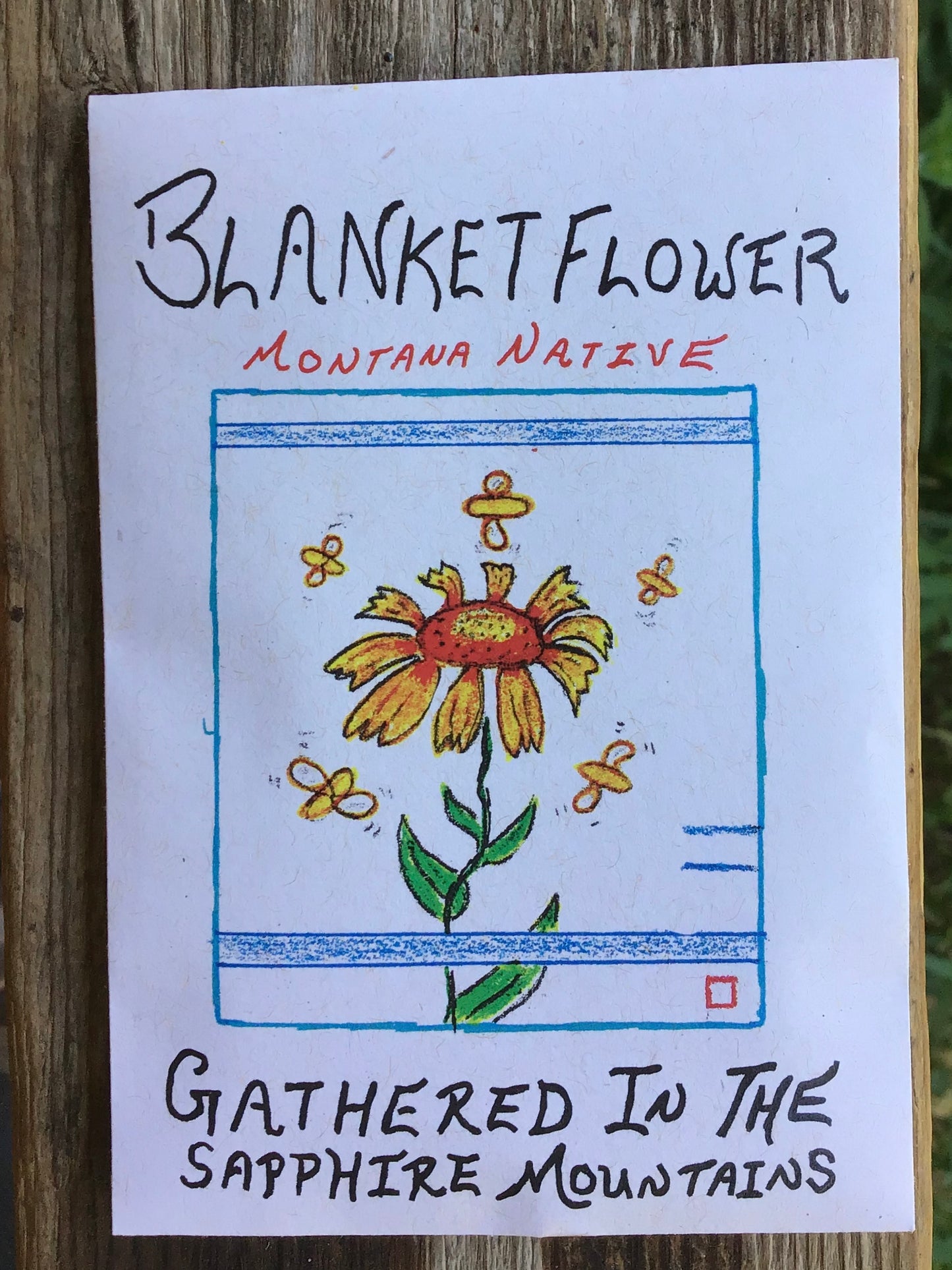 wild harvest harvested blanket flower blanketflower gallardia montana chemical free native natives seed seeds hand drawn seed packet packets