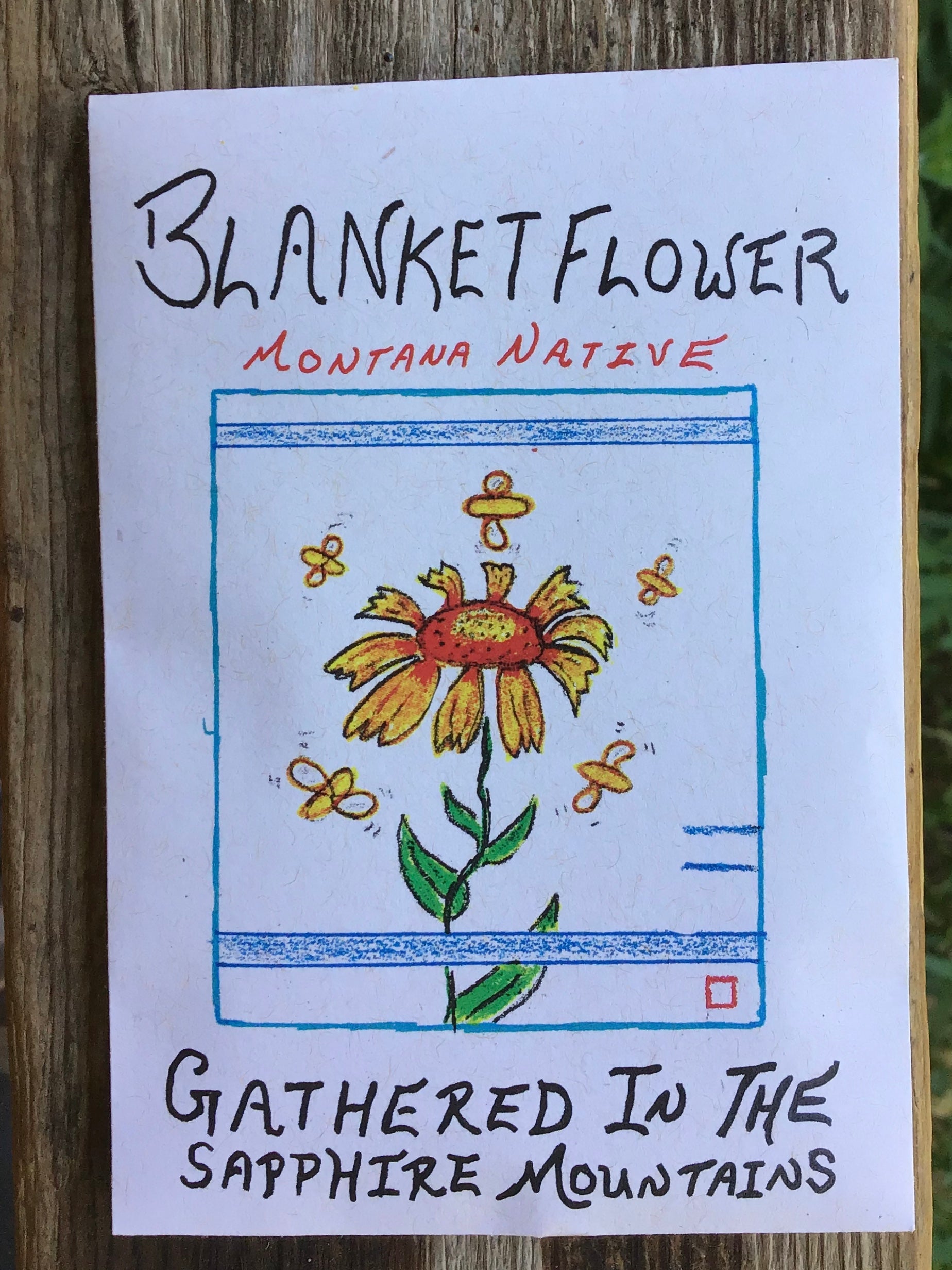 wild harvest harvested blanket flower blanketflower gallardia montana chemical free native natives seed seeds hand drawn seed packet packets