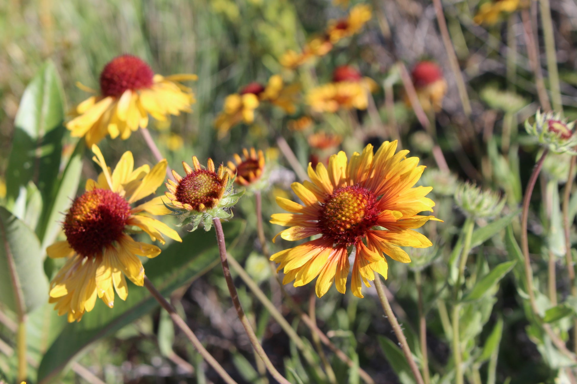 wild harvest harvested blanket flower blanketflower gallardia montana chemical free native natives seed seeds hand drawn seed packet packets bitterroot valley montana survival seed seeds