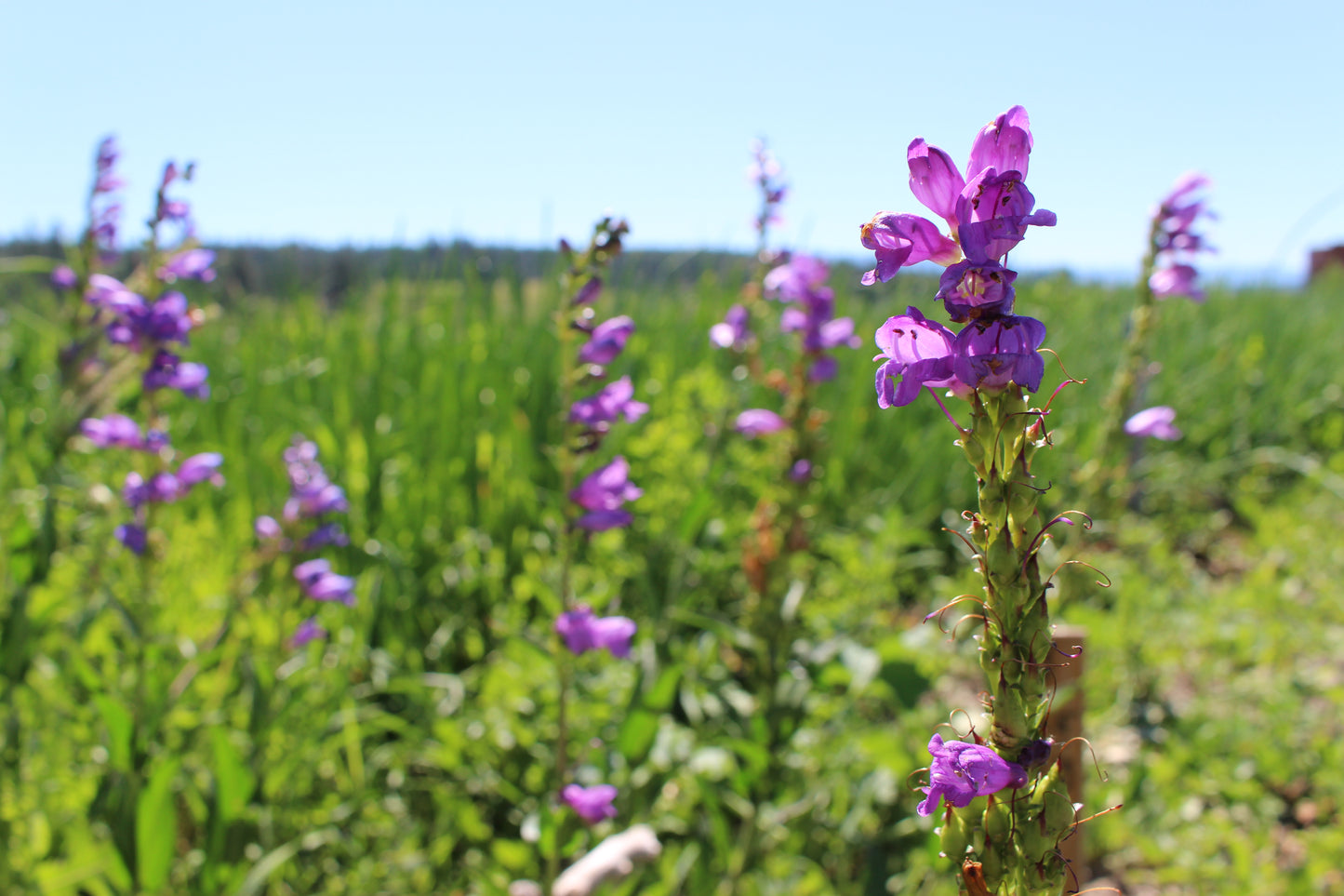 PENSTEMON MIX