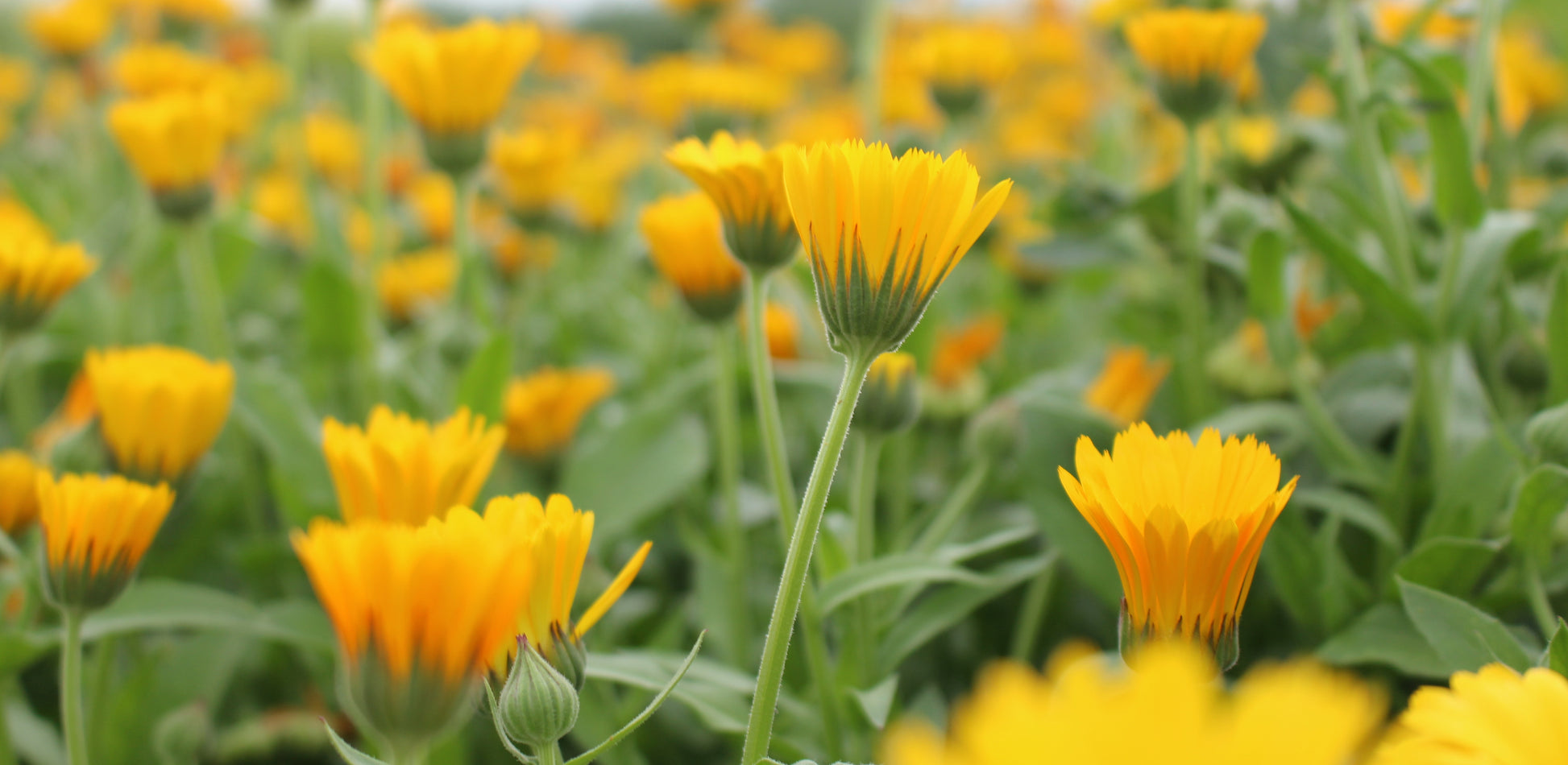 calendula resina medicinal seed seeds missoula grain and vegetable farm stevensville montana mt pollinator  kid friendly
