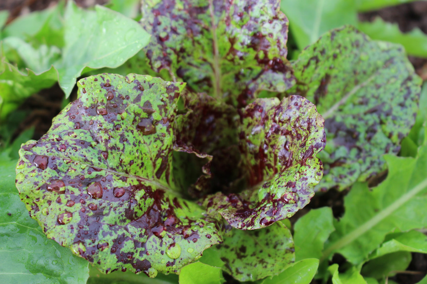 organic dino dinosaur kale seeds organic lettuce red green head loose gem salad mix seed hand drawn seed packet printed with solar power hand drawn art artwork salad greens vitamins flashy trout back