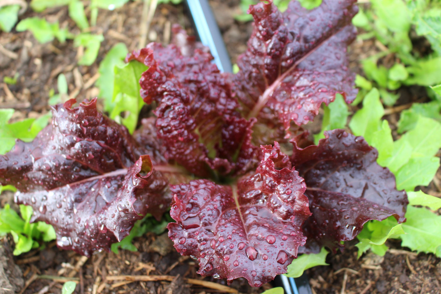 organic dino dinosaur kale seeds organic lettuce red green head loose gem salad mix seed hand drawn seed packet printed with solar power hand drawn art artwork salad greens vitamins flashy trout back oscarde
