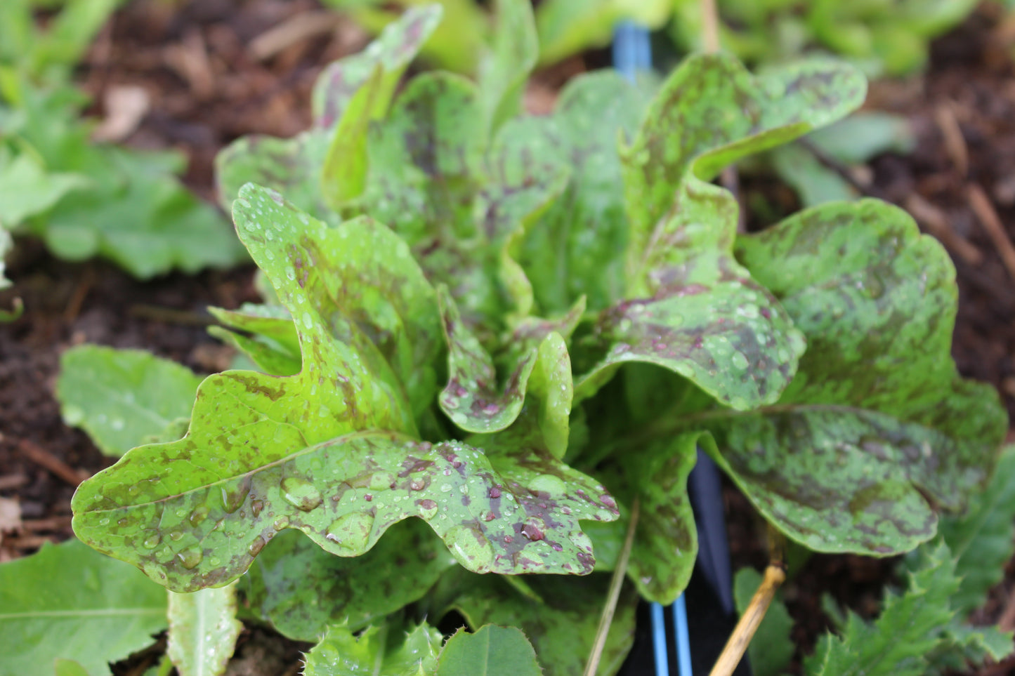 LETTUCE, WILD GARDEN MIX
