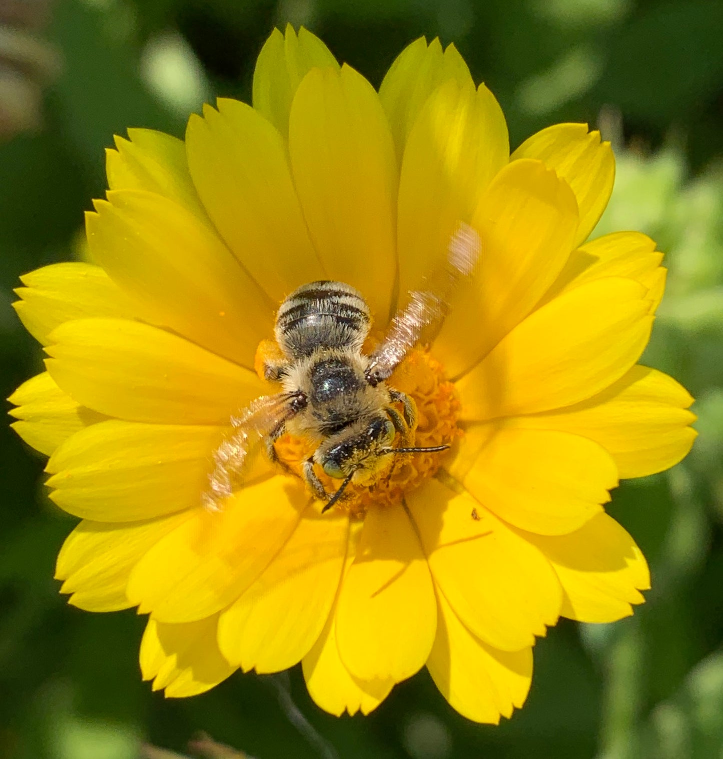 calendula resina medicinal seed seeds missoula grain and vegetable farm stevensville montana mt pollinator  kid friendly native bee