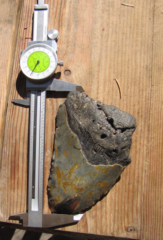 Megalodon 4.8 inch tooth (75% intact)
