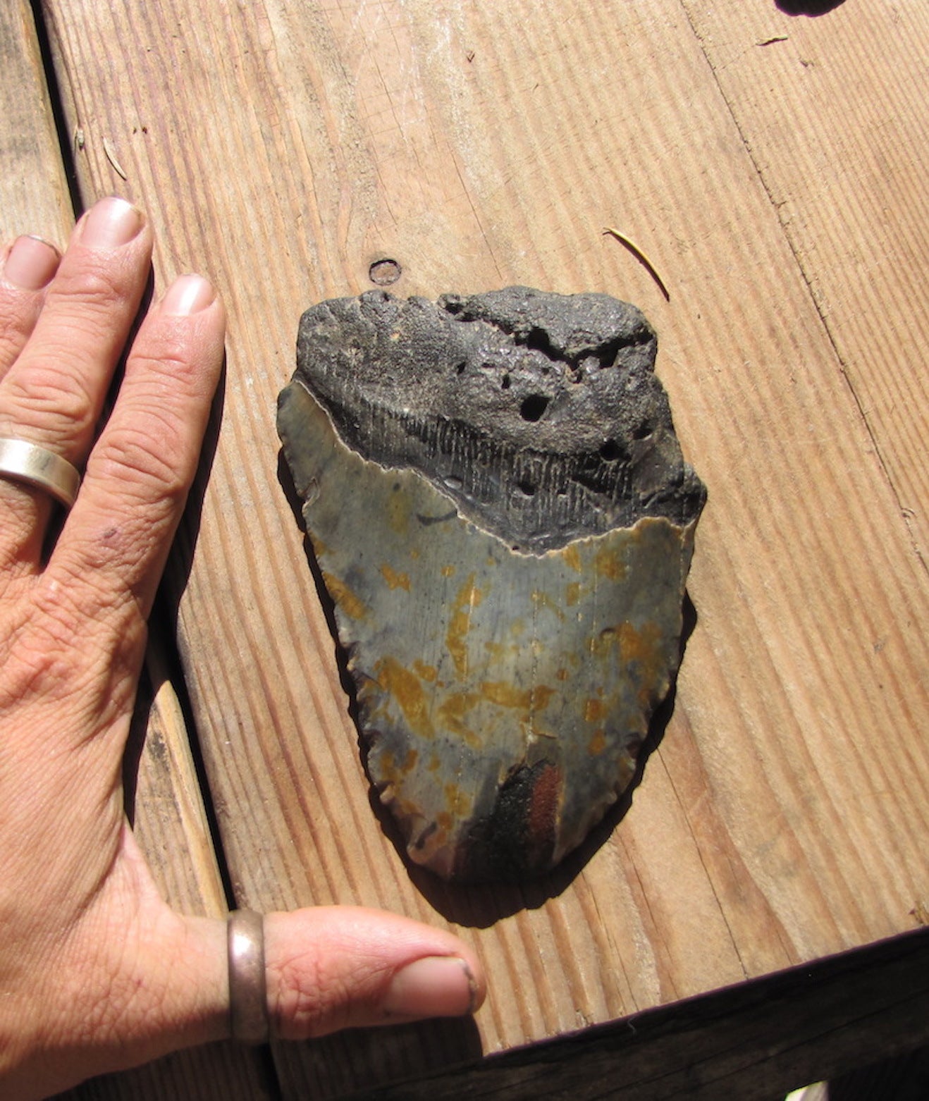 Megalodon 4.8 inch tooth (75% intact)