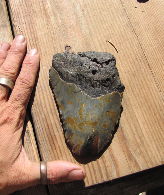 Megalodon 4.8 inch tooth (75% intact)