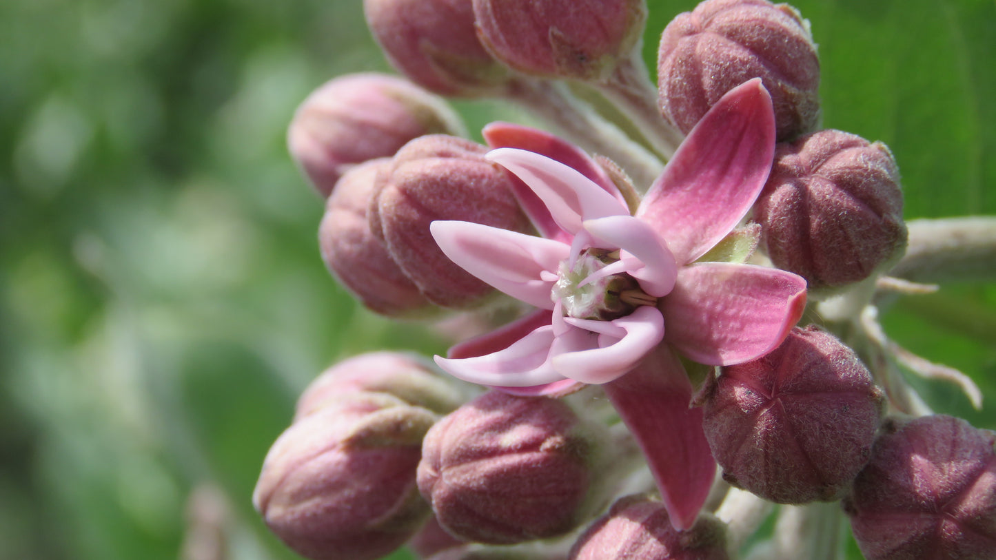 NORTH AMERICAN NATIVE POLLINATOR PACKET