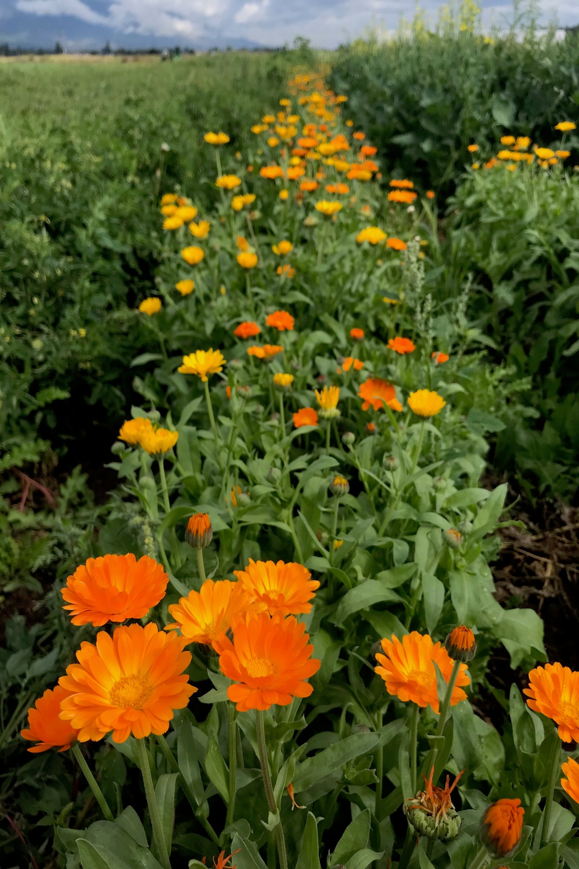 calendula resina medicinal seed seeds missoula grain and vegetable farm stevensville montana mt pollinator  kid friendly