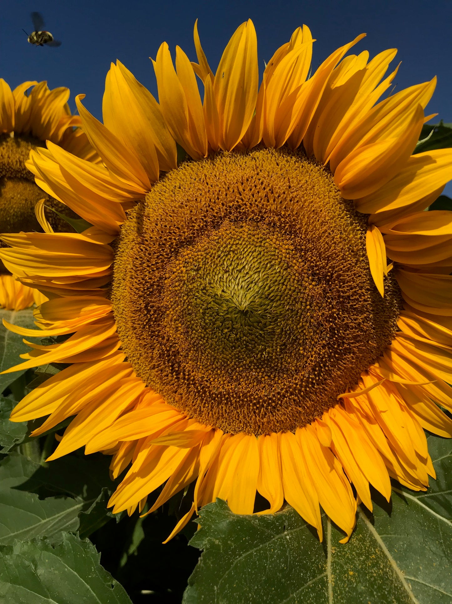 NORTH AMERICAN NATIVE POLLINATOR PACKET