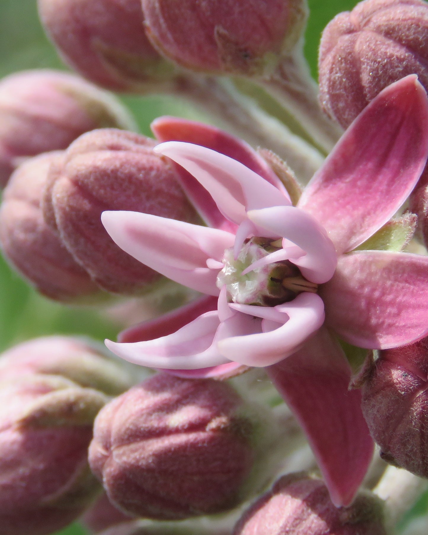 Milkweed