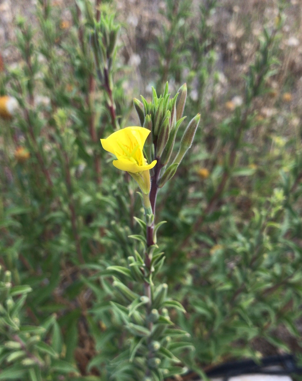 Oenothera sp. primrose nite time pollinator night bloom bloomer hand drawn seed packet printed solar power @montana_survival_seed #montana_survival_seed