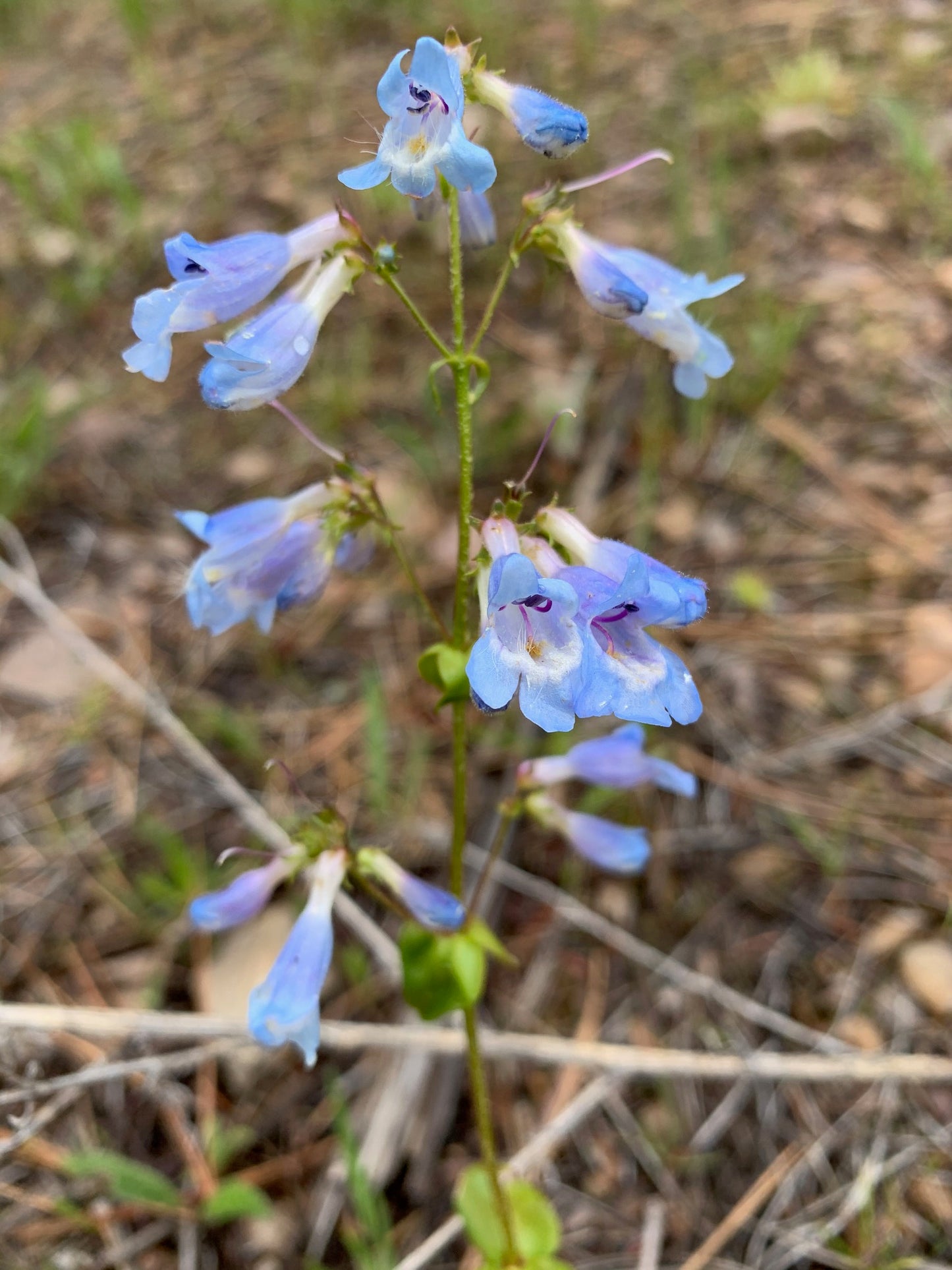 PENSTEMON MIX