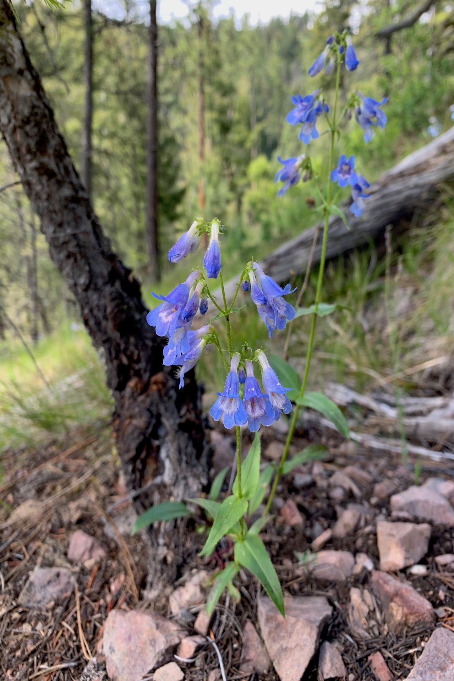 NORTH AMERICAN NATIVE POLLINATOR PACKET