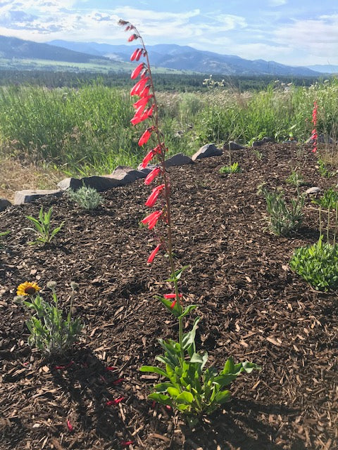 PENSTEMON MIX