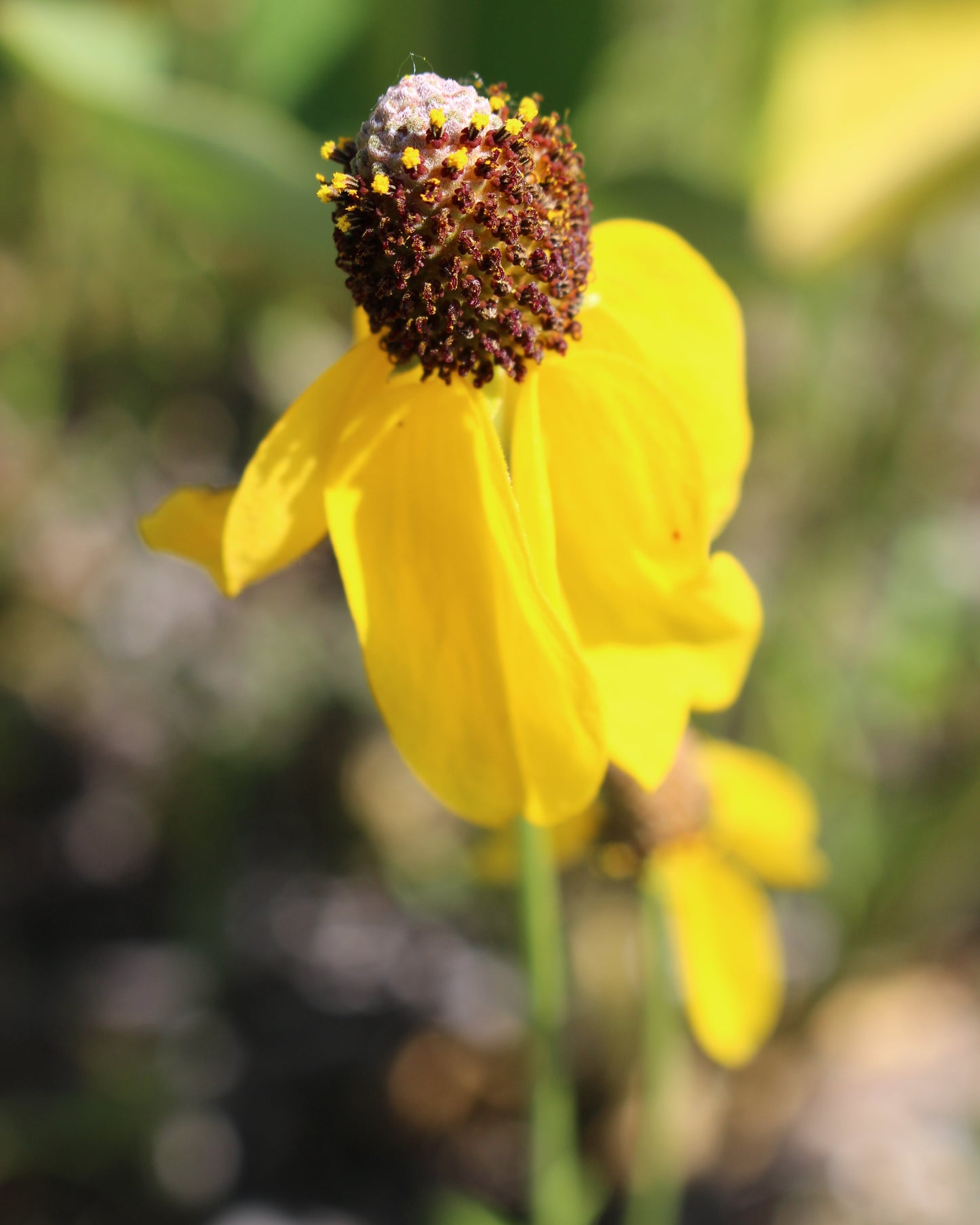 montana hardy pollinator party packet wild native harvested seed rocky mountains penstemon wild mint agastache wild woods rose hand drawn seed packet printed solar power montana survival seed earthwormsmontana hardy pollinator party packet wild native harvested seed rocky mountains penstemon wild mint agastache wild woods rose hand drawn seed packet printed solar power montana survival seed earthworms prairie coneflower showy milkweed ratibida @montana_survival_seed #montana_survival_seed