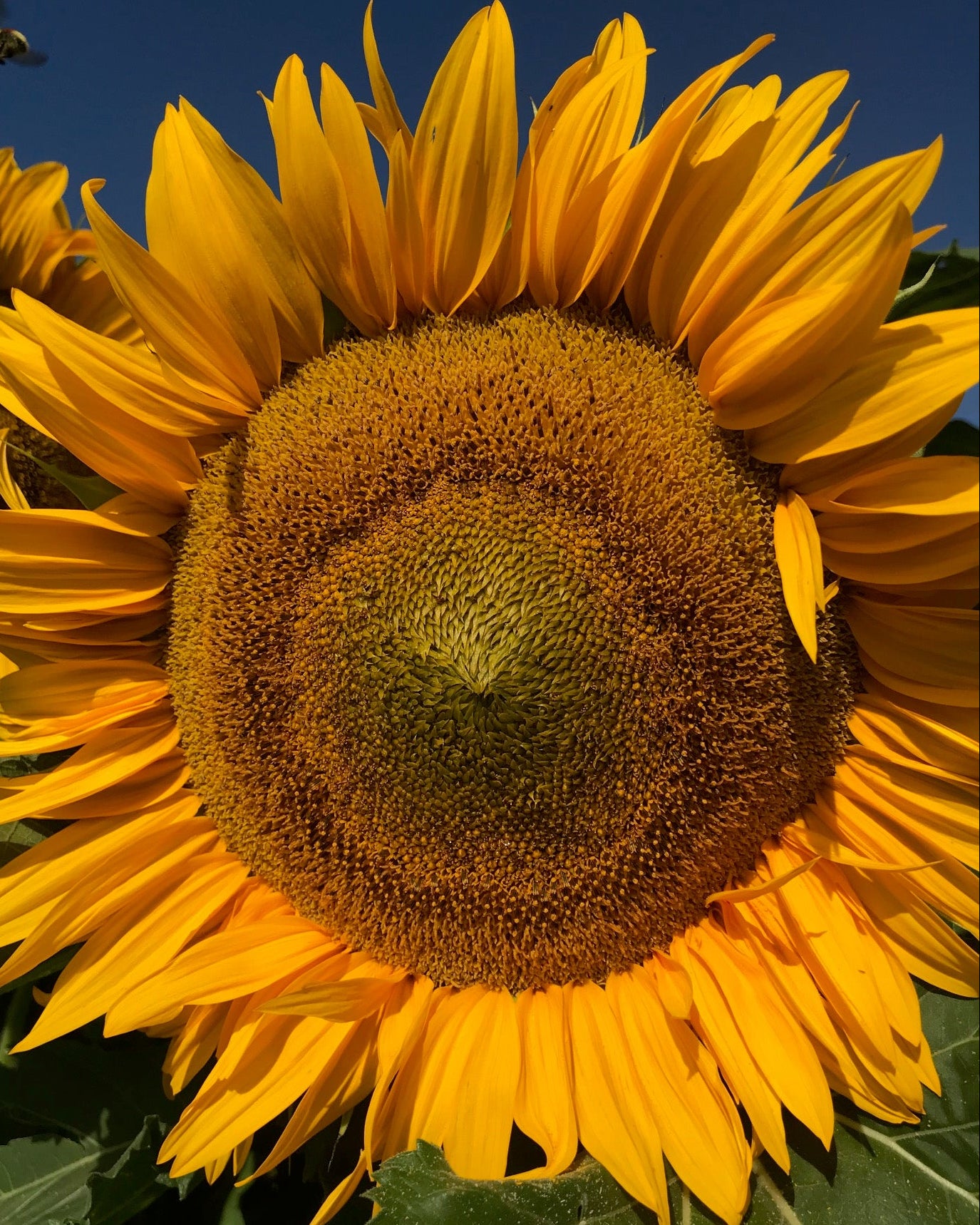 Sunflower
