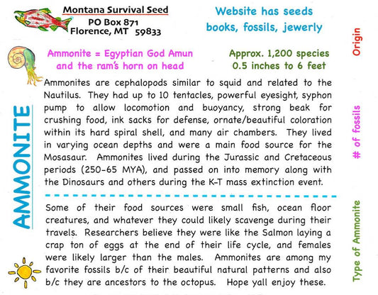 sand dollar image drawing hand draw fossil fossil fossils dinosaur megalodon ammonite kids parents starter kit kits seeds heirloom organic museum lizards old stuff ancient ammonite ammonites trilobite trilobites primitive skills ancestral