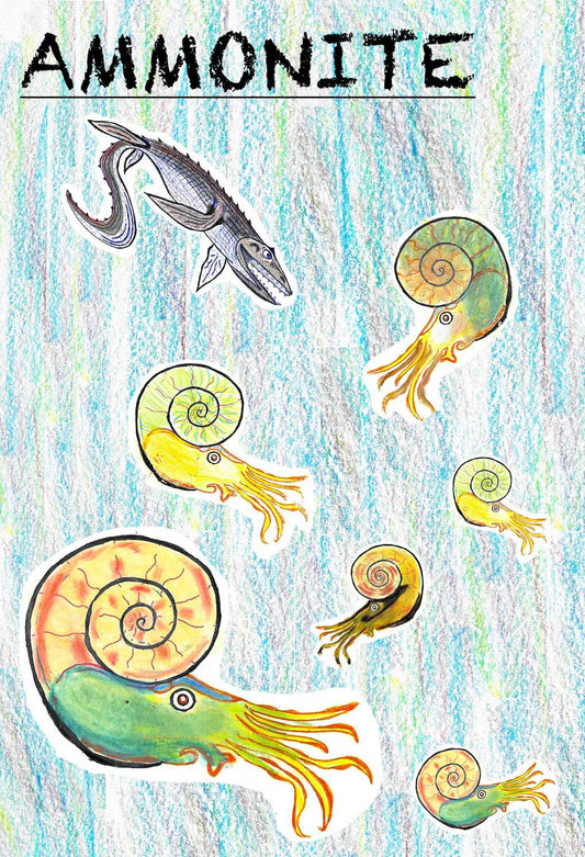 sand dollar image drawing hand draw fossil fossil fossils dinosaur megalodon ammonite kids parents starter kit kits seeds heirloom organic museum lizards old stuff ancient ammonite ammonites trilobite trilobites primitive skills ancestral