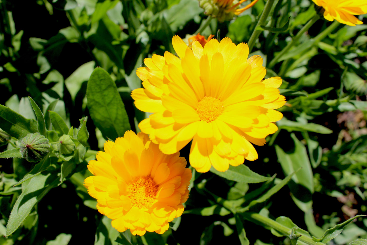 calendula resina medicinal seed seeds missoula grain and vegetable farm stevensville montana mt pollinator  kid friendly