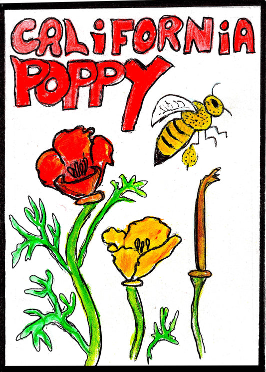 California Poppy