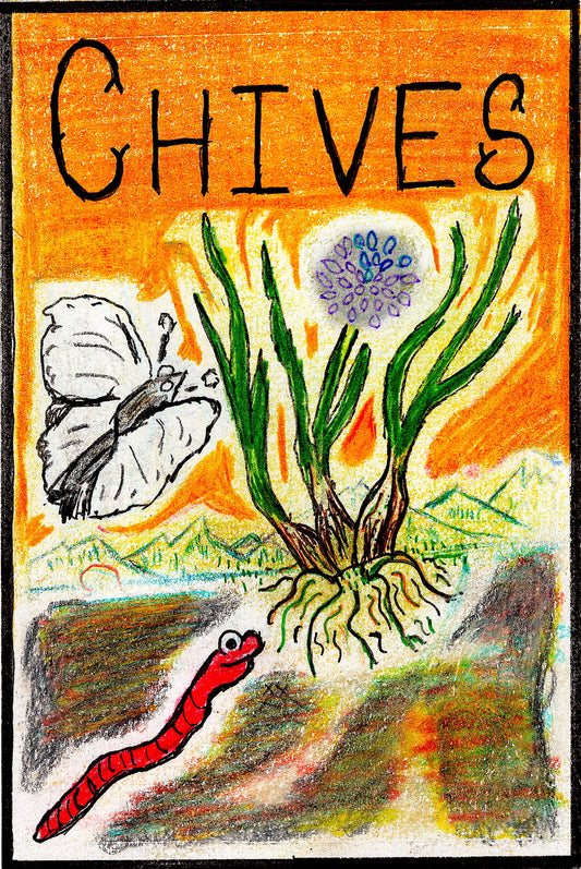 organic chives seeds seed montana hand drawn seed packet art printed with renewable  soloar power