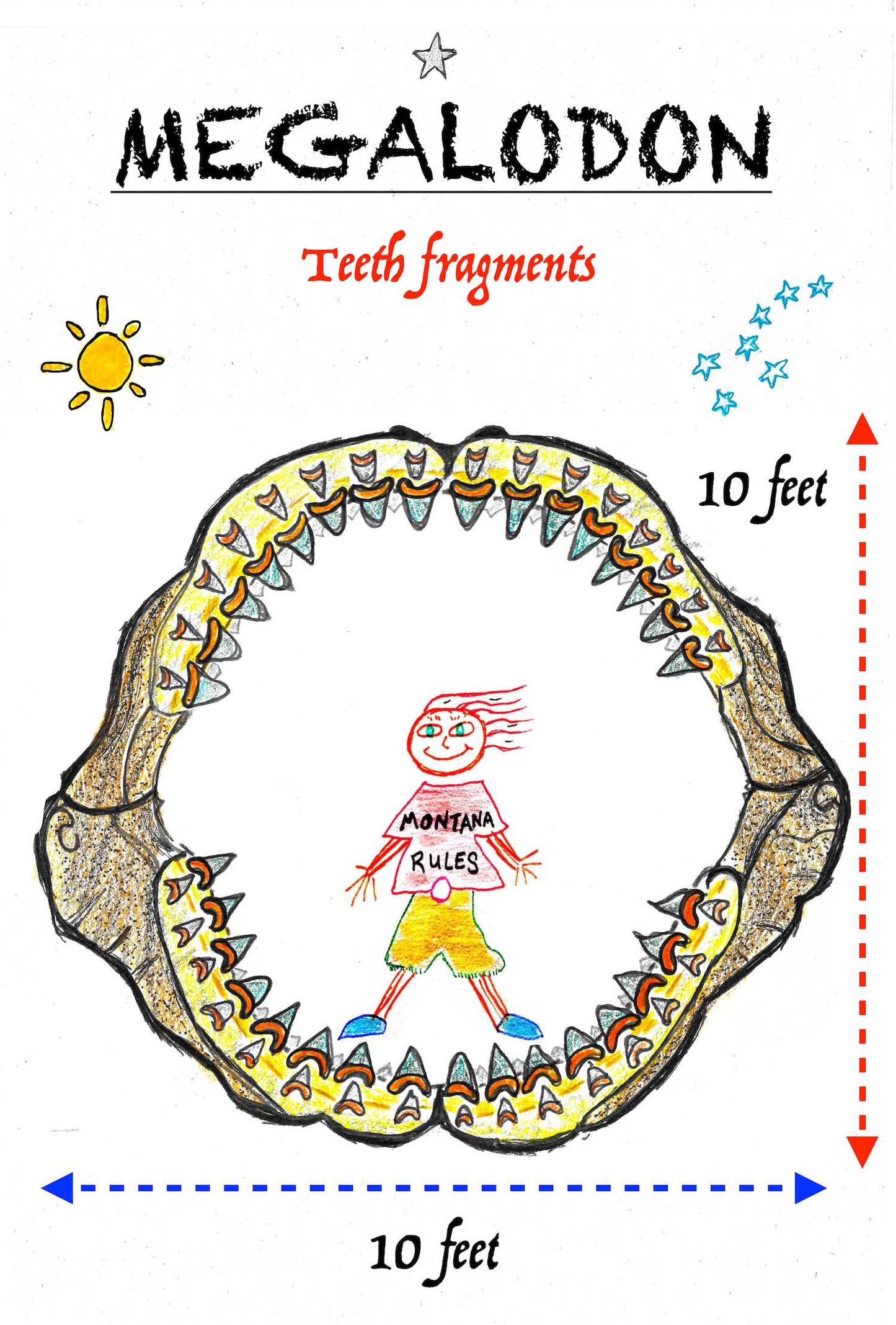 sand dollar image drawing hand draw fossil fossil fossils dinosaur megalodon ammonite kids parents starter kit kits seeds heirloom organic museum lizards old stuff ancient ammonite ammonites trilobite trilobites primitive skills ancestral