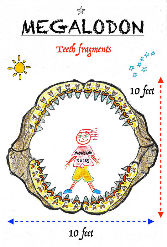 sand dollar image drawing hand draw fossil fossil fossils dinosaur megalodon ammonite kids parents starter kit kits seeds heirloom organic museum lizards old stuff ancient ammonite ammonites trilobite trilobites primitive skills ancestral