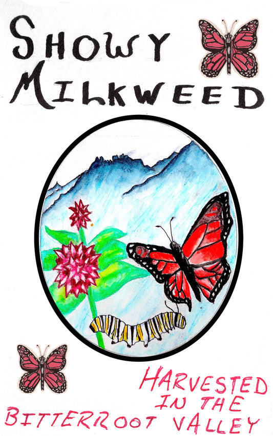 hand drawn seed packet art artwork showy milkweed seed high germination germ pollinators pollinator monarch butterflies butterfly bitterroot valley western montana packets printed solar power Asclepias speciosa