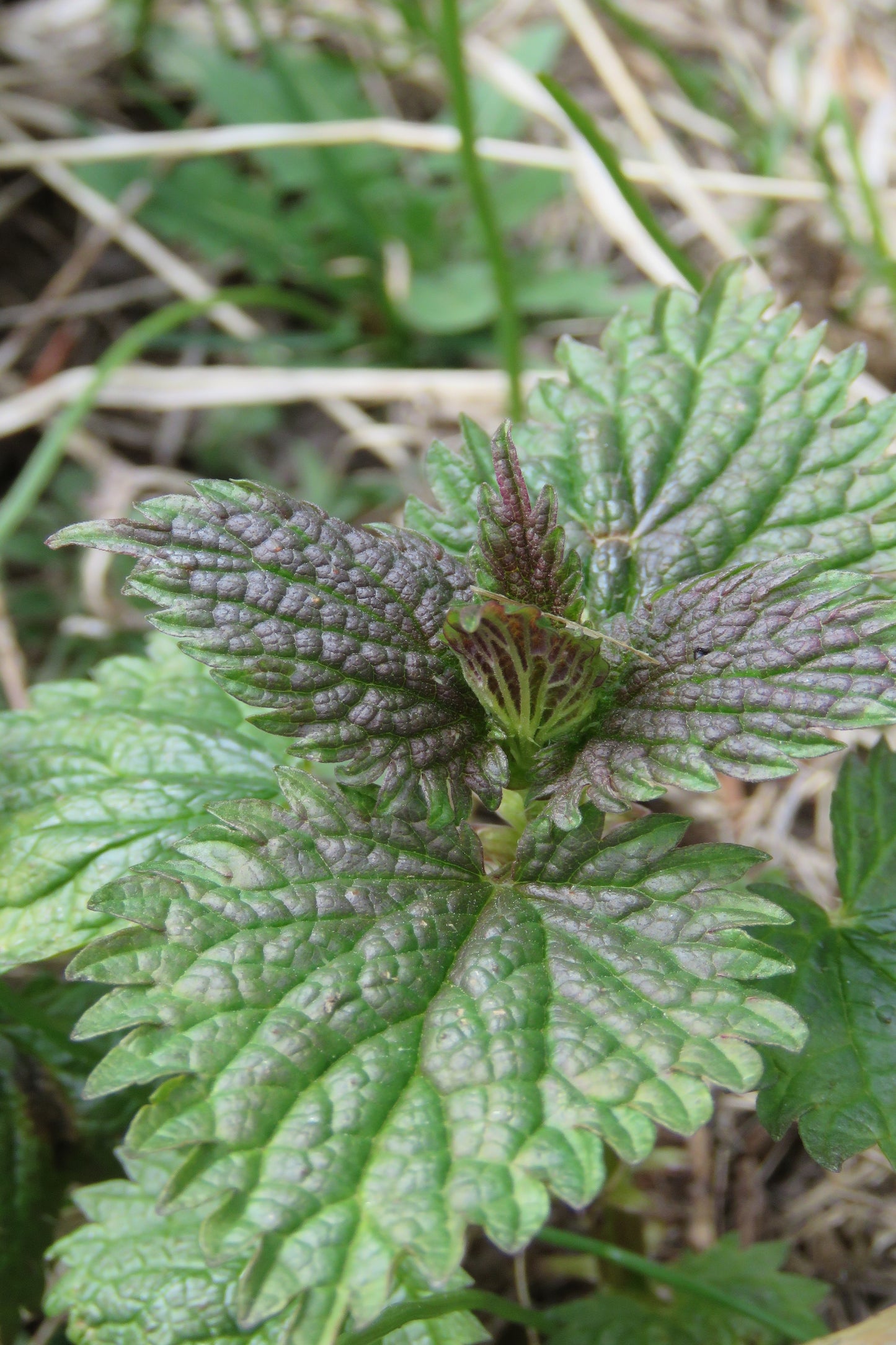 STINGING NETTLE