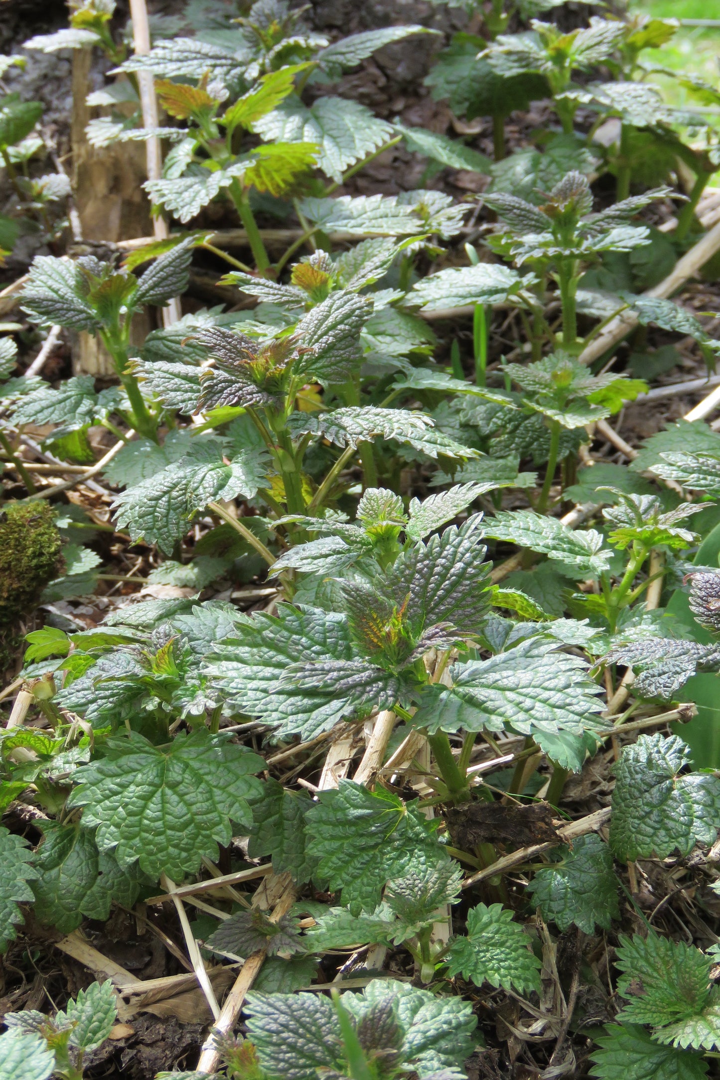 STINGING NETTLE