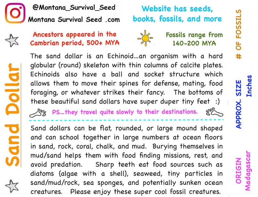 sand dollar image drawing hand draw fossil fossil fossils dinosaur megalodon ammonite kids parents starter kit kits seeds heirloom organic museum lizards old stuff ancient ammonite ammonites trilobite trilobites primitive skills ancestral