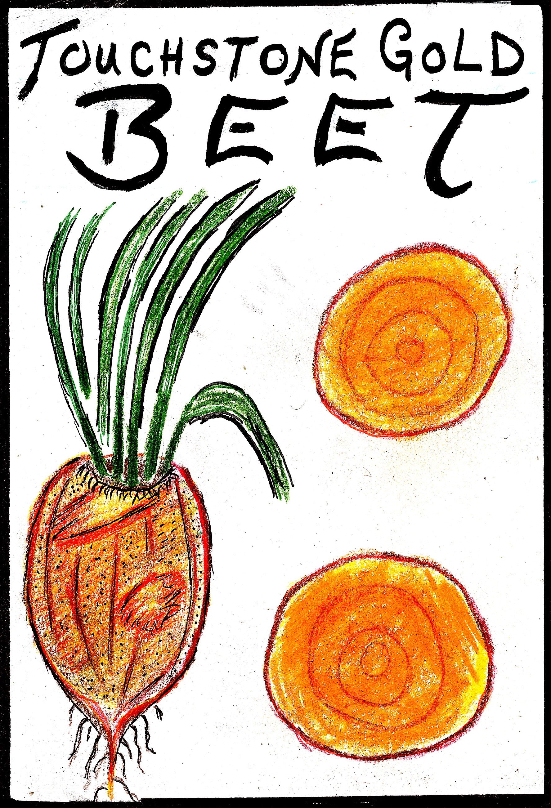 certified organic golden beet seed wild garden seed survival seed montana