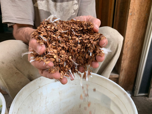 Milkweed Seed Harvesting and Processing