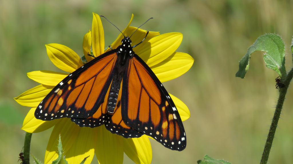 Butterflies NEED Native Plants: A Look at the Monarch