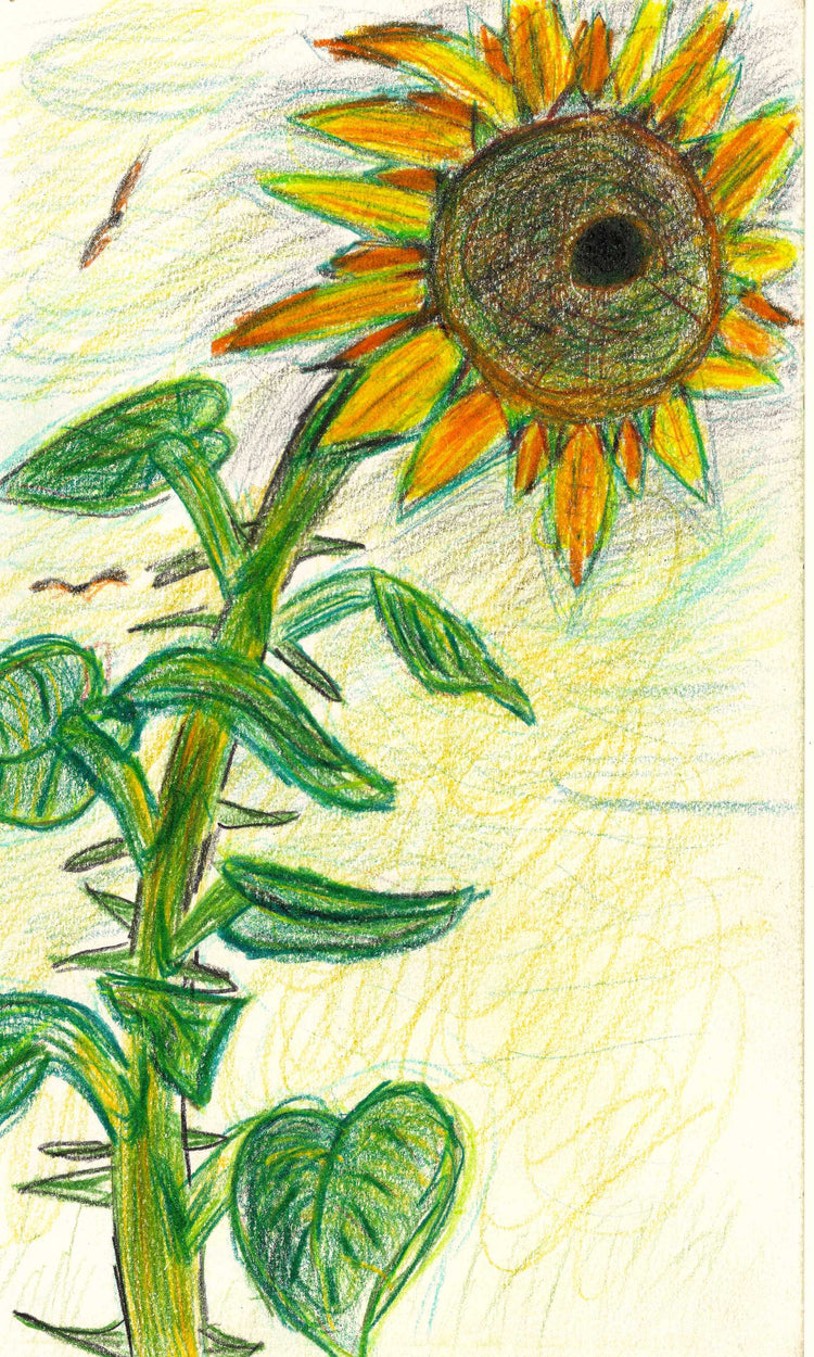 FLOWERS AND POLLINATORS COLLECTION